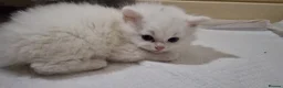 Mixed Breed cats for sale: 7 week old Persian mix breed  in Newton Abbot - Advert 5