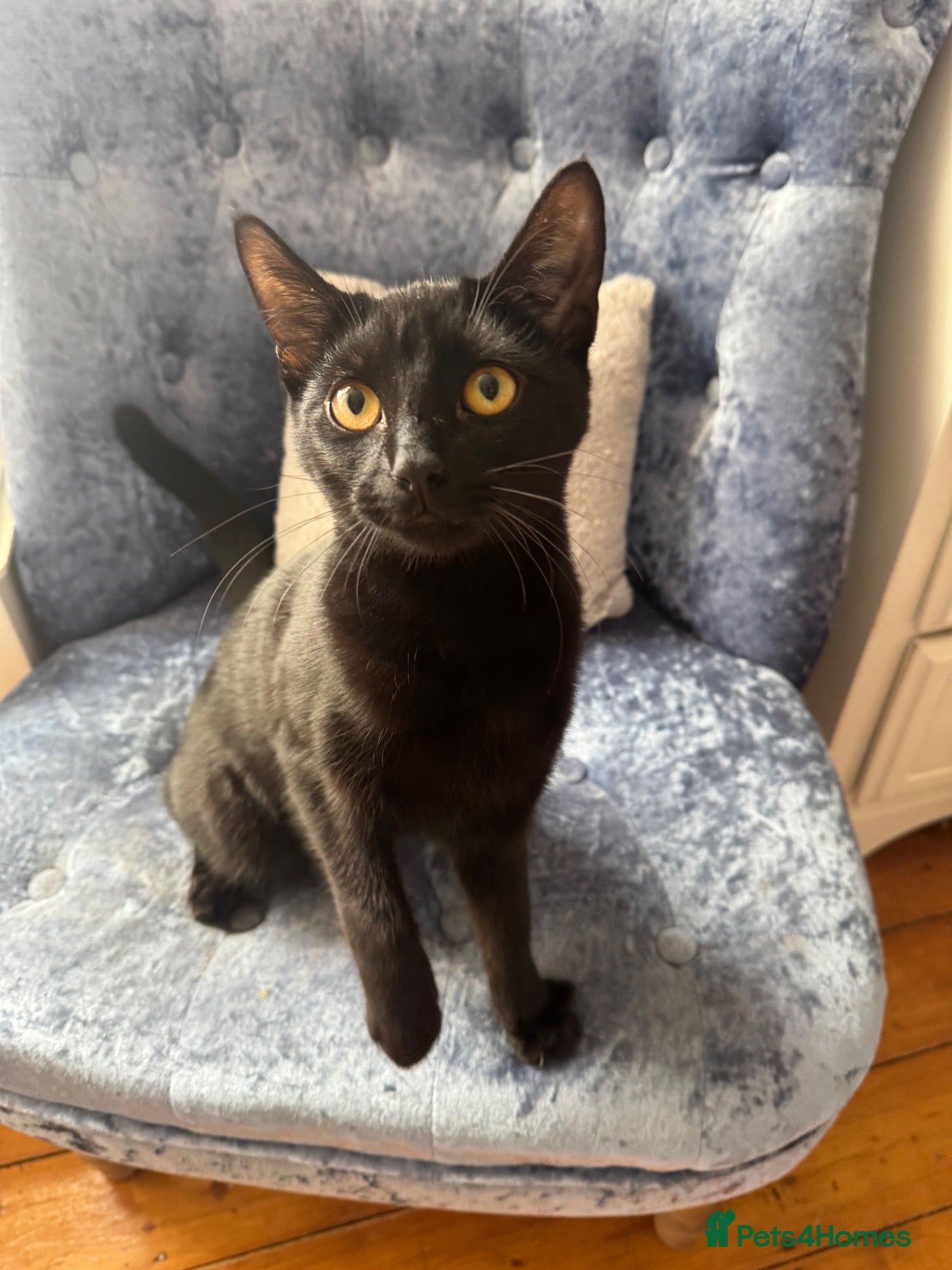 Domestic Shorthair cats Black shorthair domestic female cat  - Advert 3