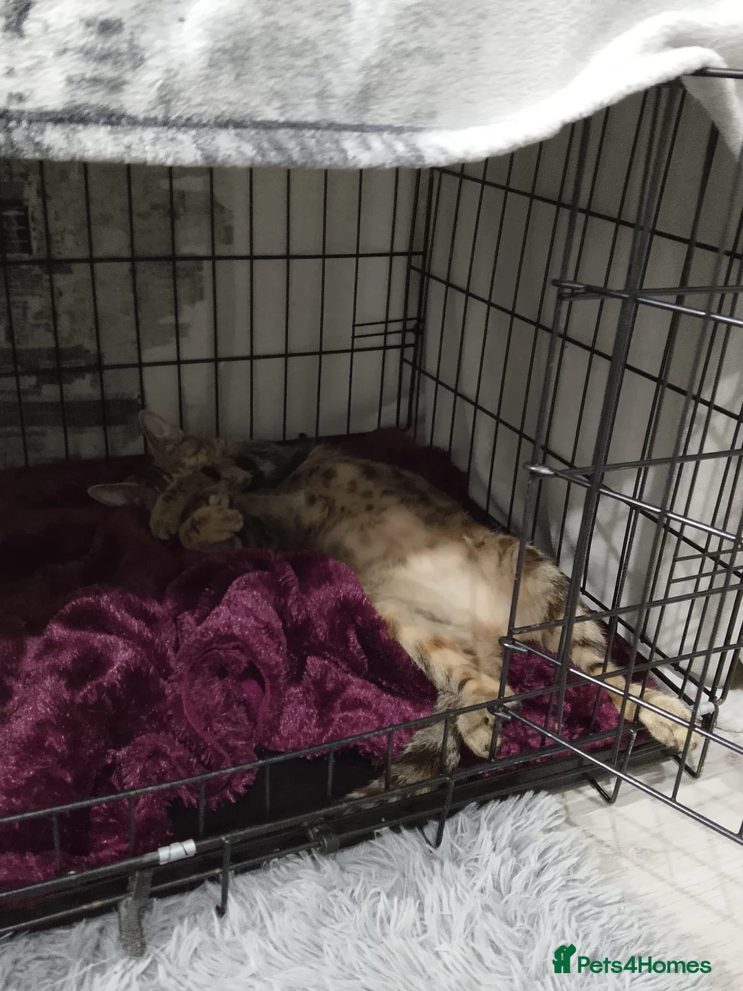 Mixed Breed cats for sale: Calico X Scotish short haired kittens - Advert 2