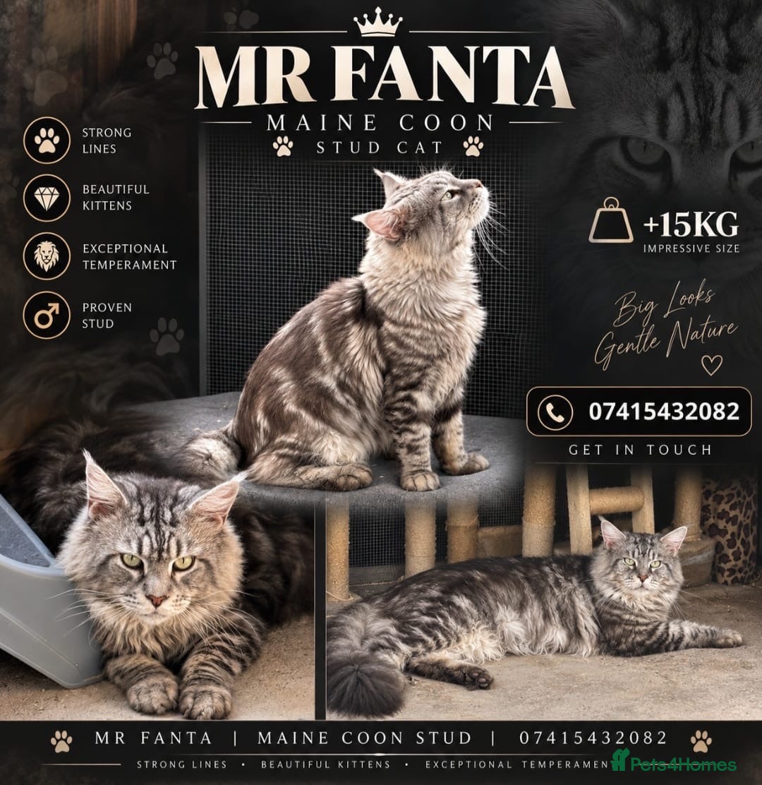 Maine Coon cats Maine coon stud cat - Advert 3