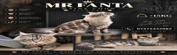 Maine Coon cats for stud: Maine coon stud cat - Advert 1