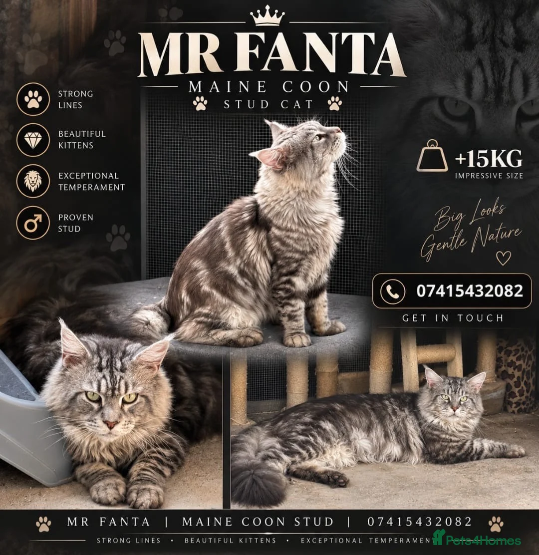 Maine Coon cats for stud: Maine coon stud cat - Advert 1