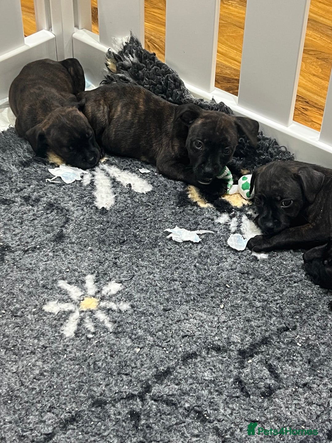 Staffordshire Bull Terrier dogs for sale: Brindle Stafford puppies 🐾🧡🖤 - Advert 8