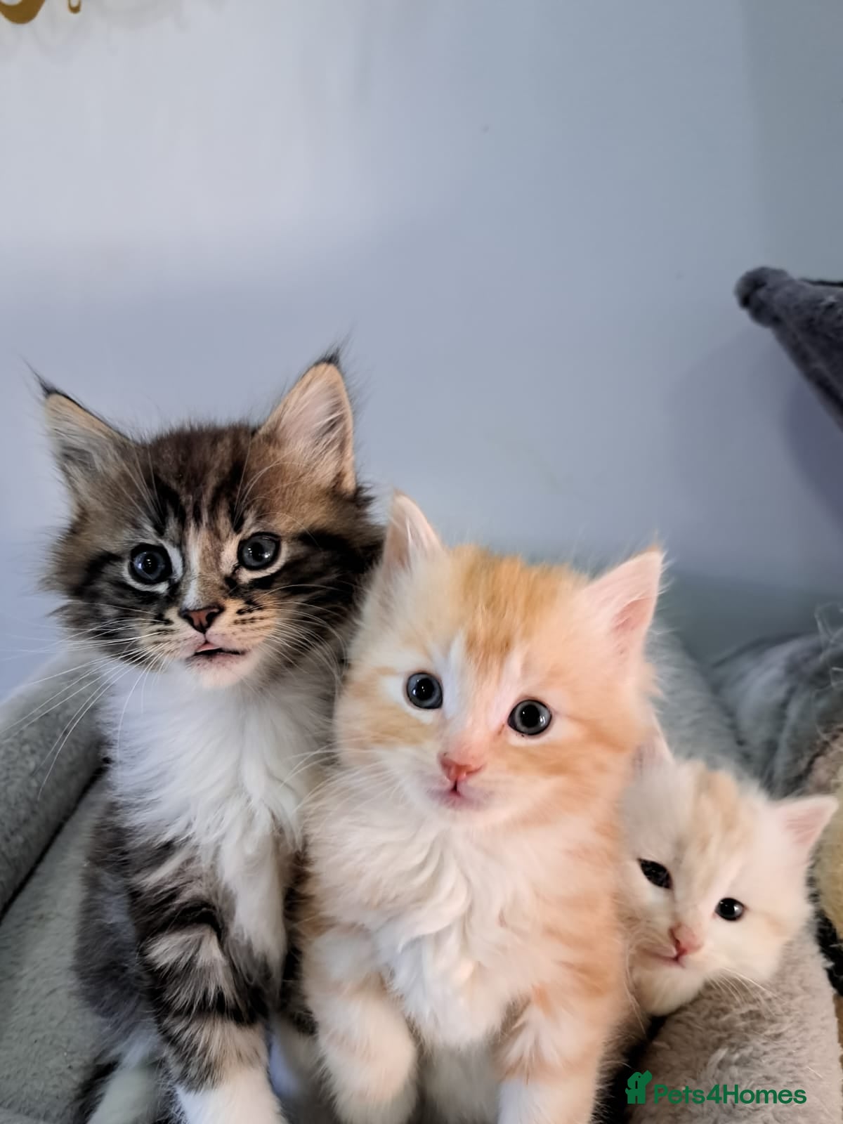 Maine Coon cats Beautiful main coon kitten ready for a new home. - Advert 12