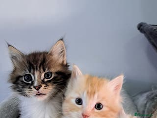 Maine Coon cats Beautiful main coon kitten ready for a new home. - Advert 12