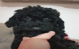 Jackapoo dogs for sale: Beautiful Jackapoo x Asian Toy poodle F1B - Image 1