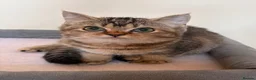British Shorthair cats for sale: Beautiful Golden British Shorthair Kittens  - Advert 10