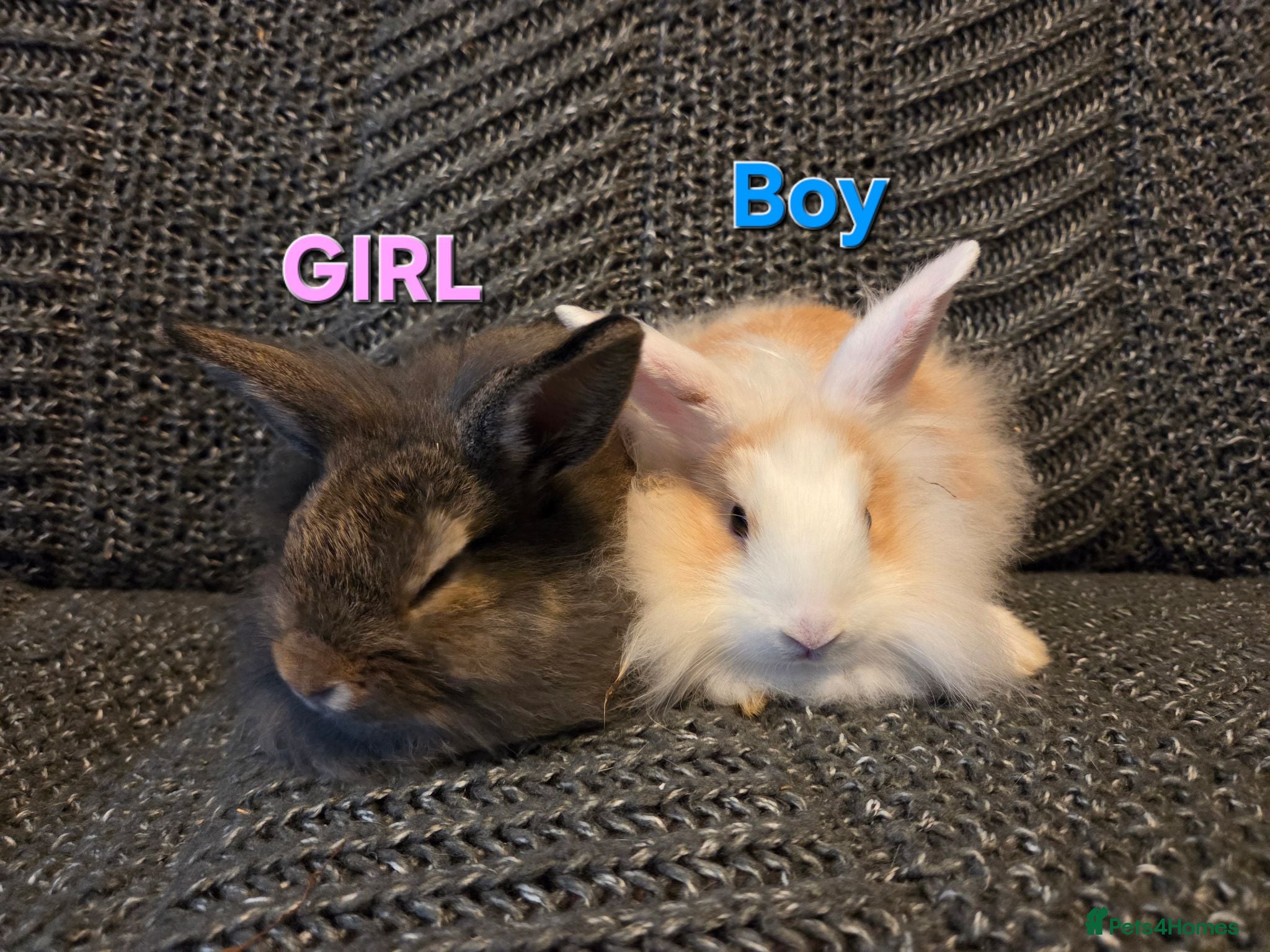 Lionhead rabbits Very tame Lion head bunnies 9 wk 1🩷1🩵 - Advert 2
