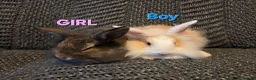 Lionhead rabbits for sale: Very tame Lion head bunnies 9 wk 1🩷1🩵 - Advert 2