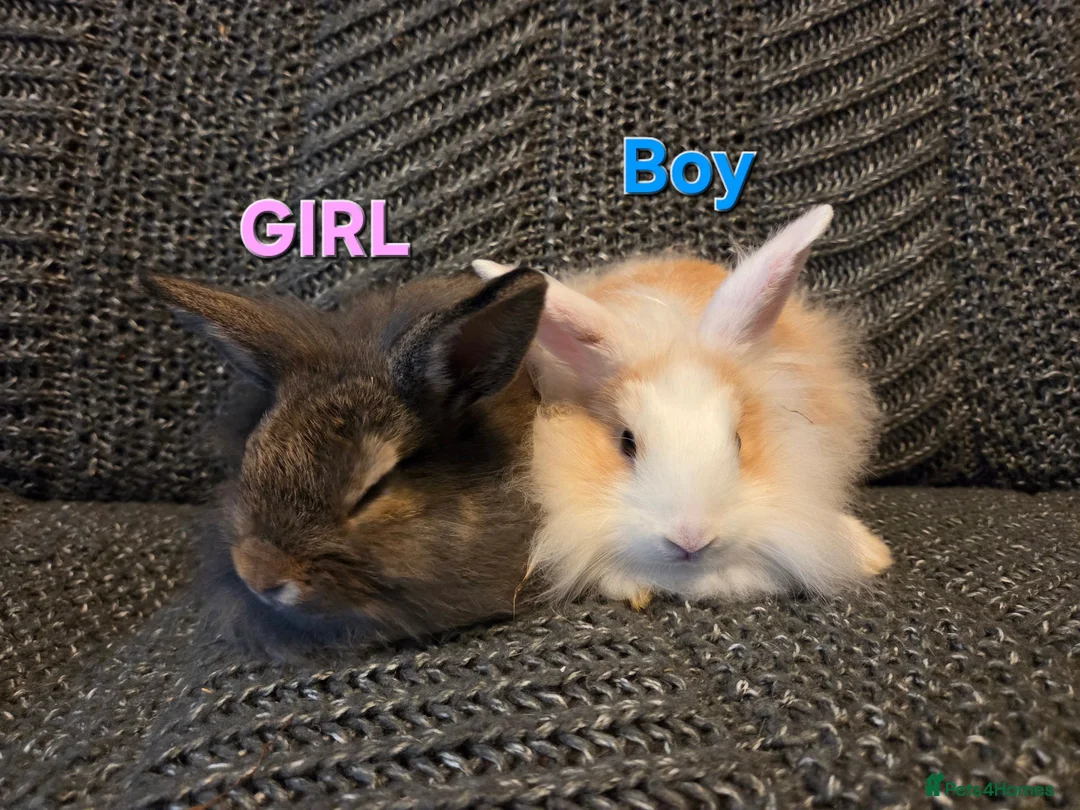 Lionhead rabbits for sale: Very tame Lion head bunnies 9 wk 1🩷1🩵 - Advert 2