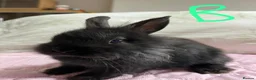 Lionhead rabbits for sale: Netherland dwarf lionhead mix ready for homes  - Advert 5