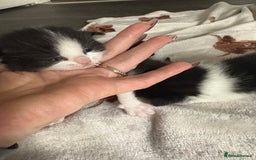 Domestic Shorthair cats for sale: Black and white kittens  - Image 7