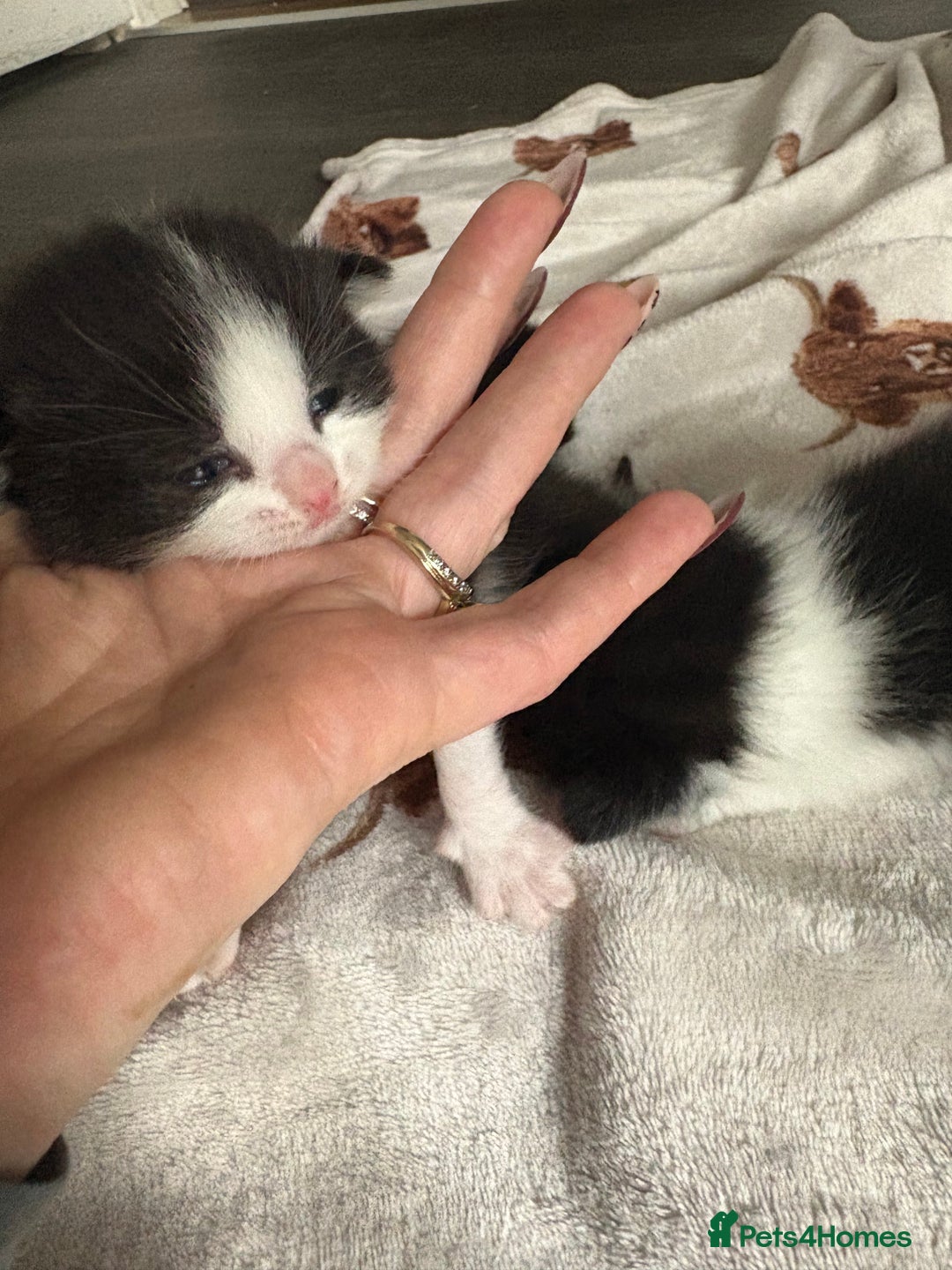 Domestic Shorthair cats for sale: Black and white kittens  - Image 7
