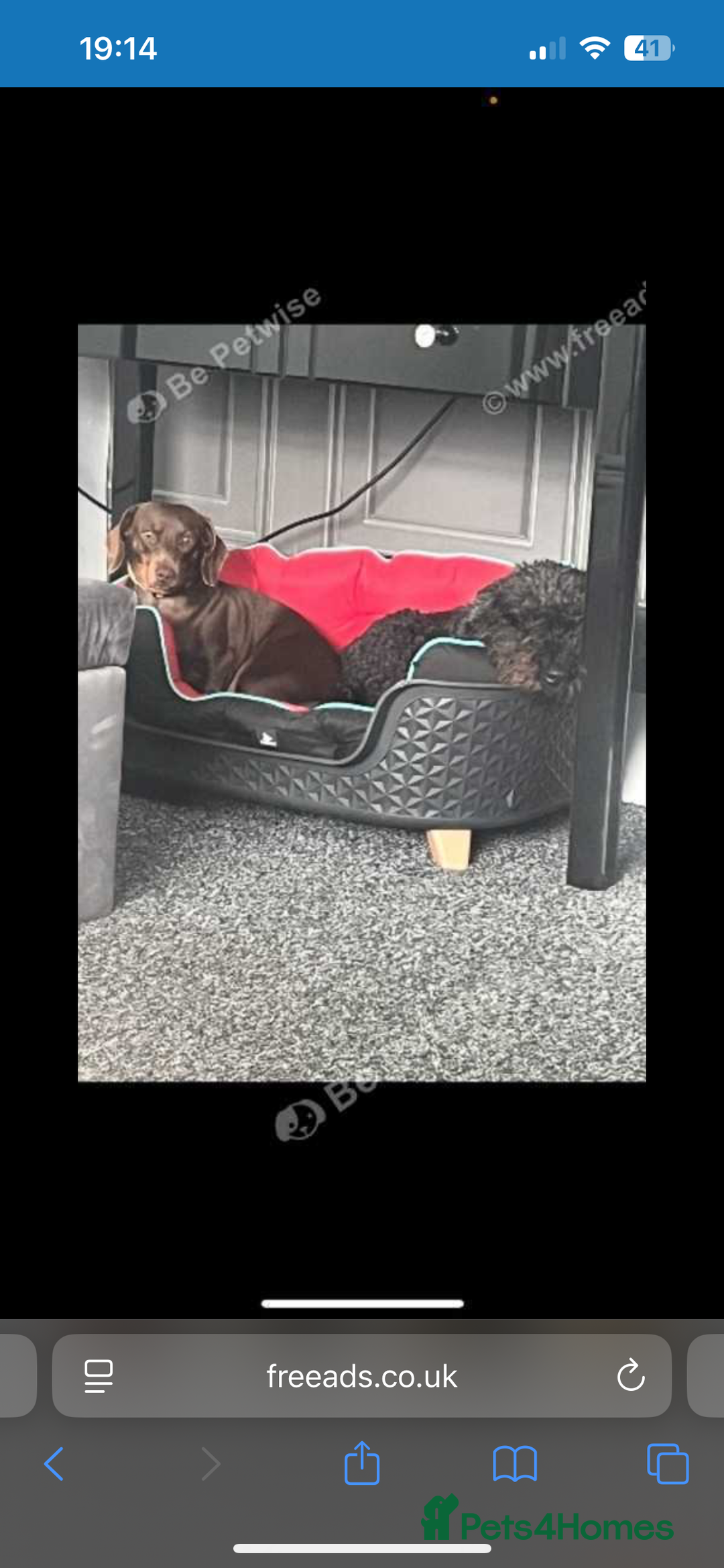 Miniature Dachshund dogs for sale: Miniature dachshund girl 3 years old  - Advert 5