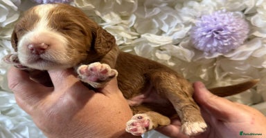 Cockapoo dogs - Advert 10