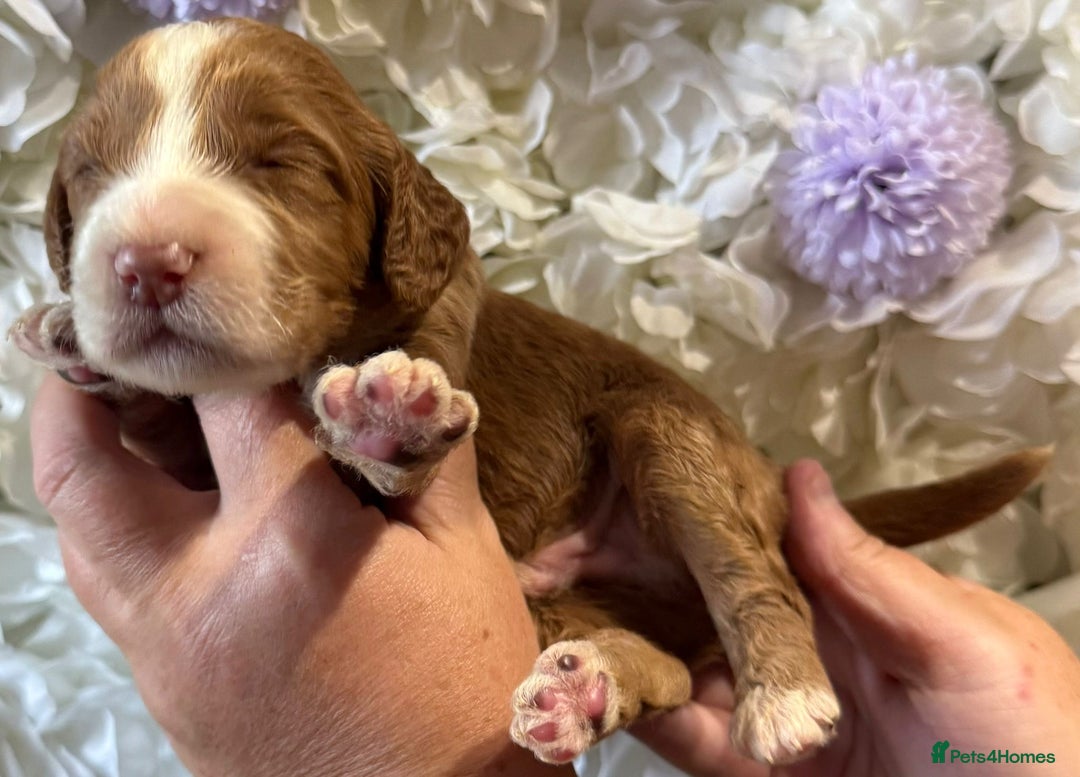 Cockapoo dogs for sale: F1 mini Cockapoos 30 dna health tested clear  - Image 3