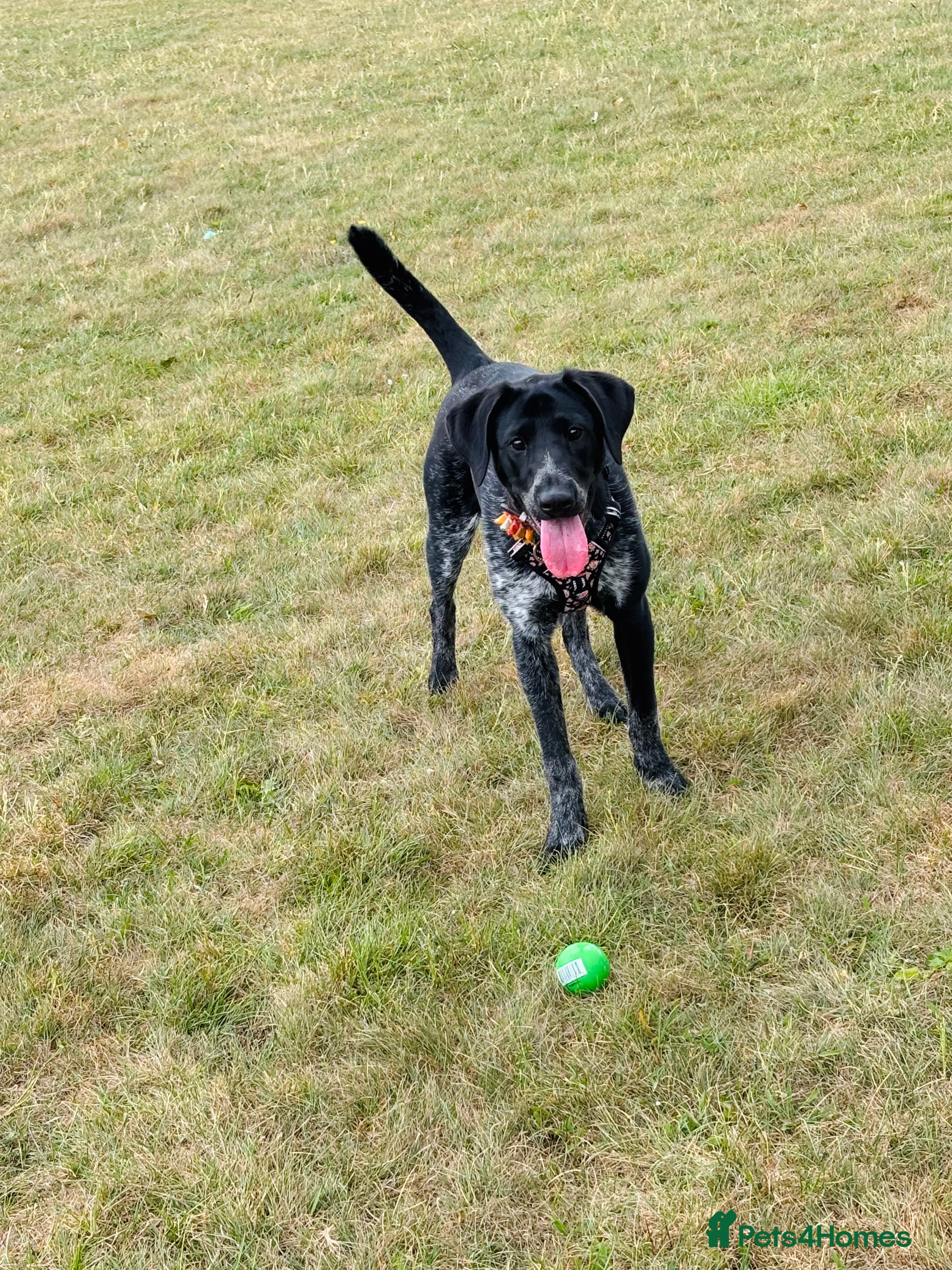 Mixed Breed dogs Pointer x Chow chow - Advert 2