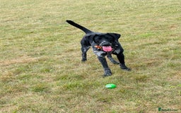 Mixed Breed dogs for sale: Pointer x Chow chow - Advert 1