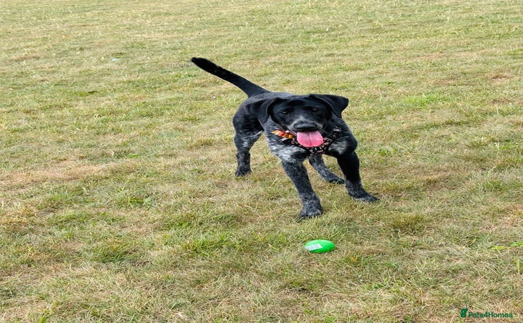 Mixed Breed dogs Pointer x Chow chow - Advert 1