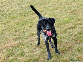 Mixed Breed dogs Pointer x Chow chow - Advert 10