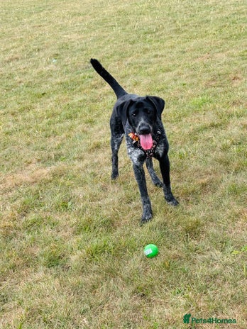 Mixed Breed dogs Pointer x Chow chow - Advert 1