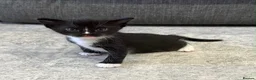 Burmese cats for sale: Burmese x kittens - Advert 9