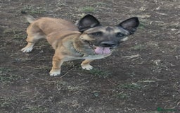 Belgian Shepherd Dog dogs for adoption: Cairo is looking for her forever home - Image 8