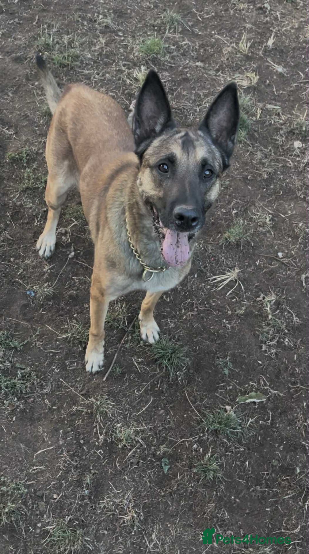Belgian Shepherd Dog dogs for adoption: Cairo is looking for her forever home - Image 8