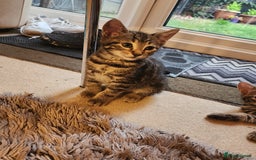 European cats for sale: 7 Lovely tabby kittens for sale - Image 6