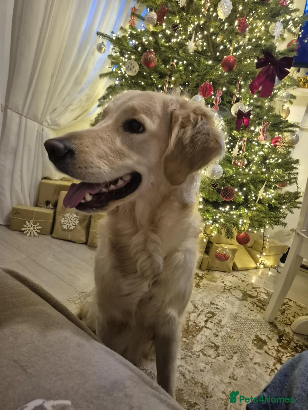 Golden Retriever dogs for sale: Luna  - Advert 3