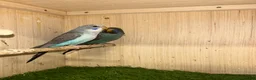 Budgerigars birds for sale: Stunning budgies in Welshpool - Advert 1