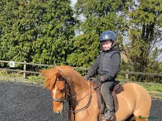Riding pony horses Beautiful 4 year old super star - Advert 3