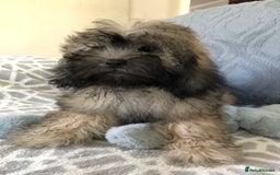 Shihpoo dogs for sale: shihpoo puppies for sale  - Image 24