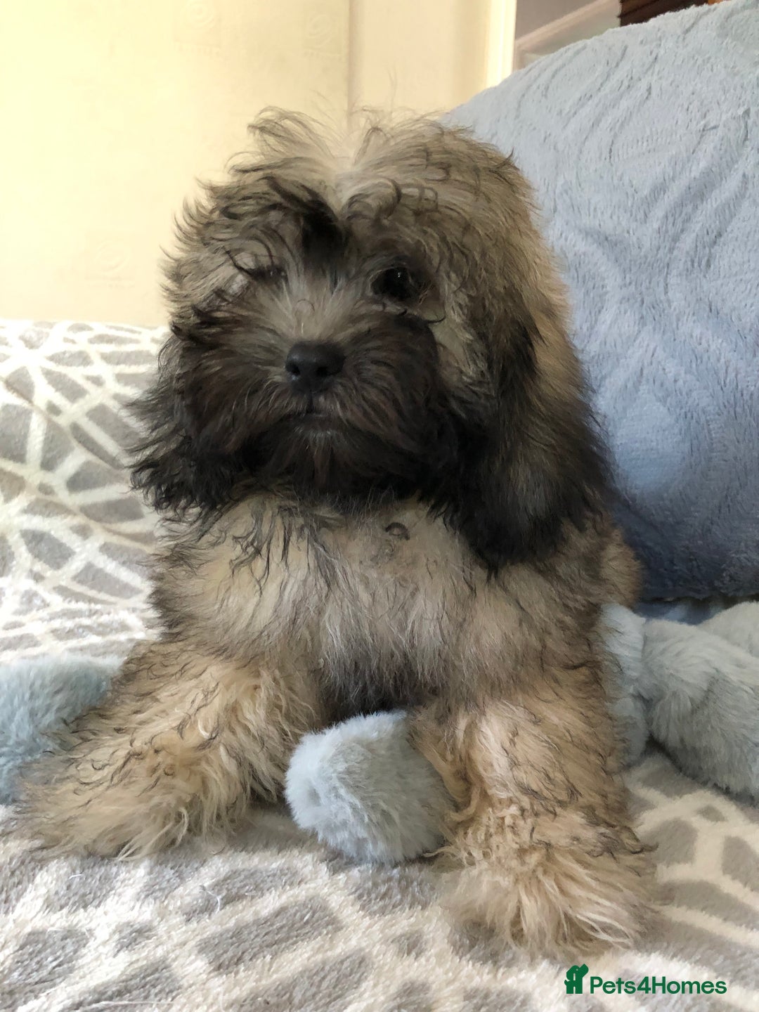 Shihpoo dogs for sale: shihpoo puppies for sale  - Image 24