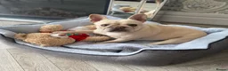 French Bulldog dogs for sale: Beautiful French Bulldog Puppies - Advert 3