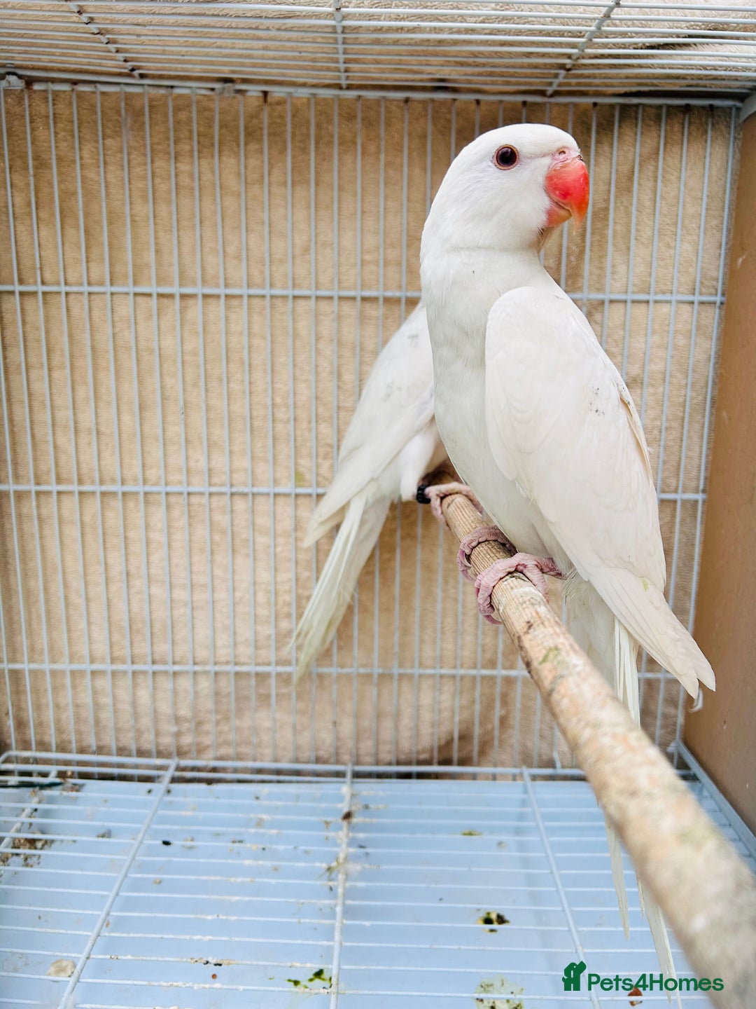 Ringnecks birds for sale: Stunning rare Ringnecks for sale  - Image 6