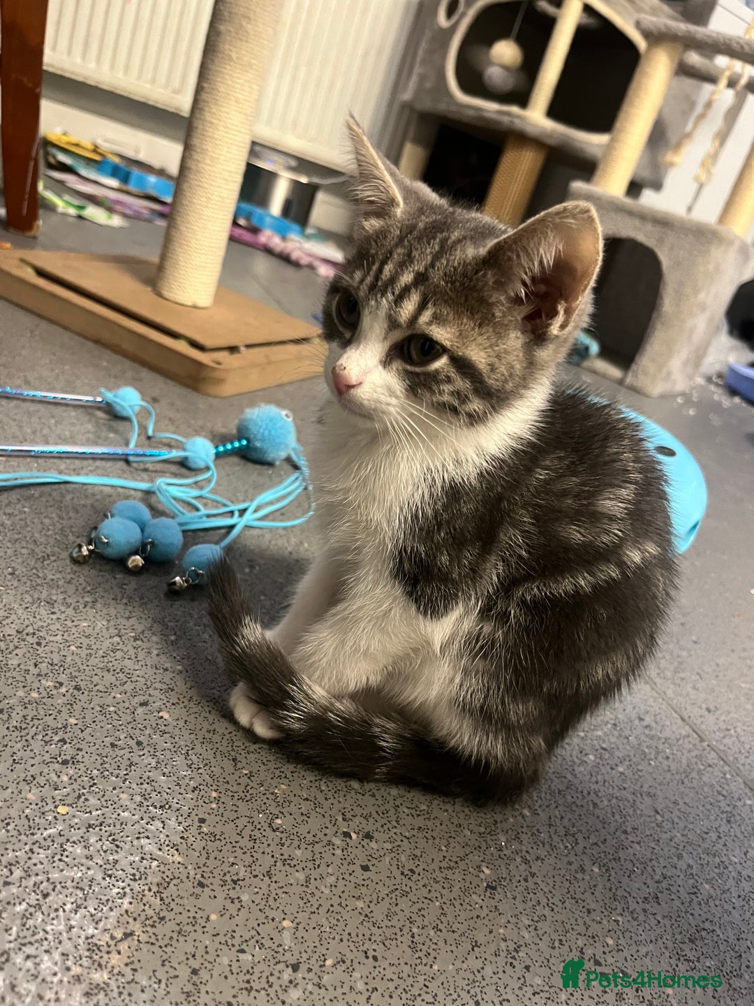 Mixed Breed cats for sale: 🐾 2 Handsome 10 week old Male Kitten  - Advert 7