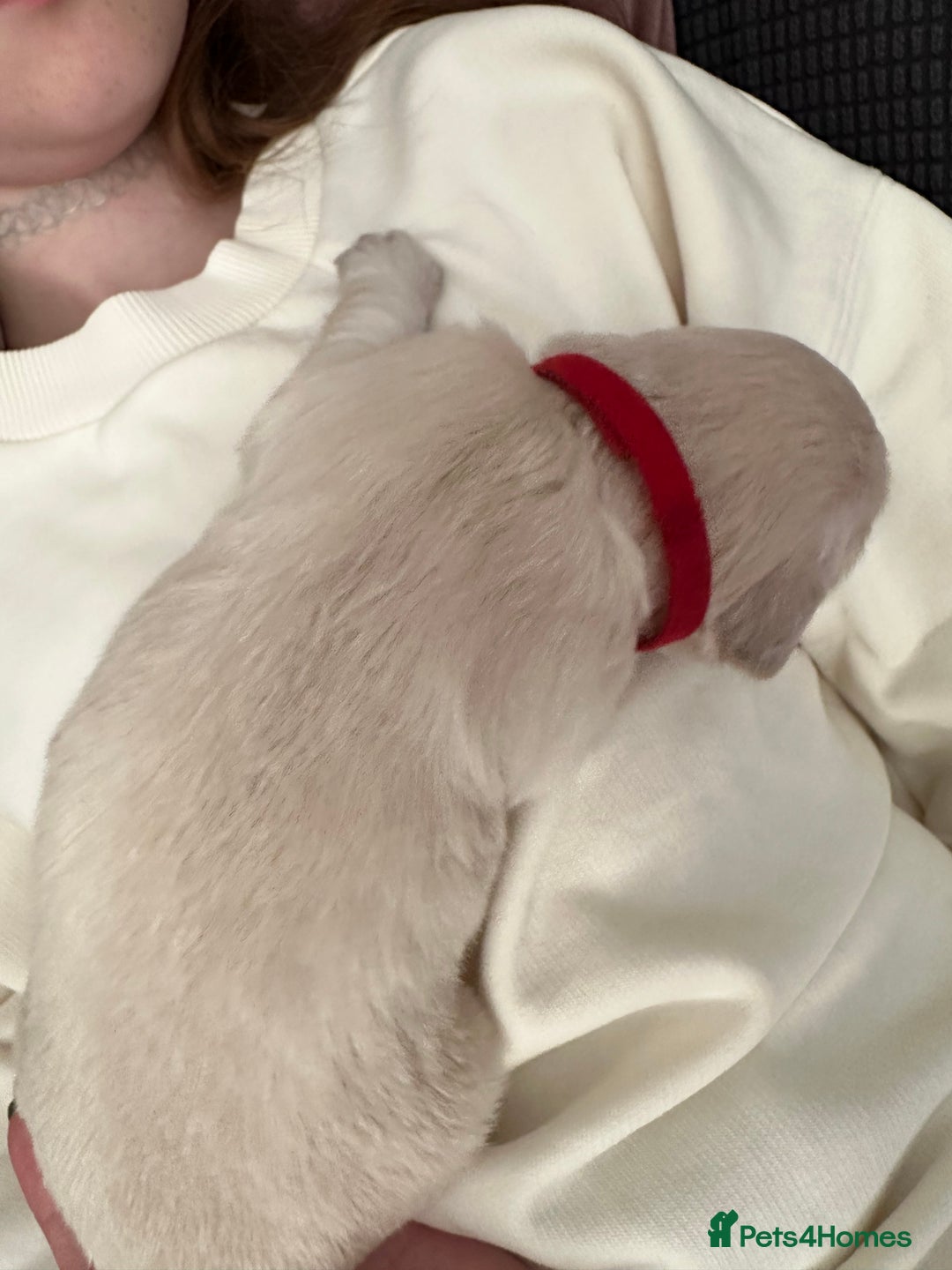 Golden Retriever dogs for sale: Daisy’s first litter - Advert 4