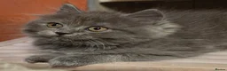 Persian cats for sale: Beautiful Ragdoll/Persian Kittens. - Advert 36