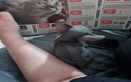 Sphynx cats for sale: Sphynx Kittens - Image 7