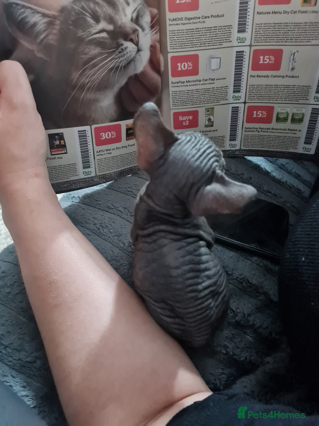 Sphynx cats for sale: Sphynx Kittens - Image 7