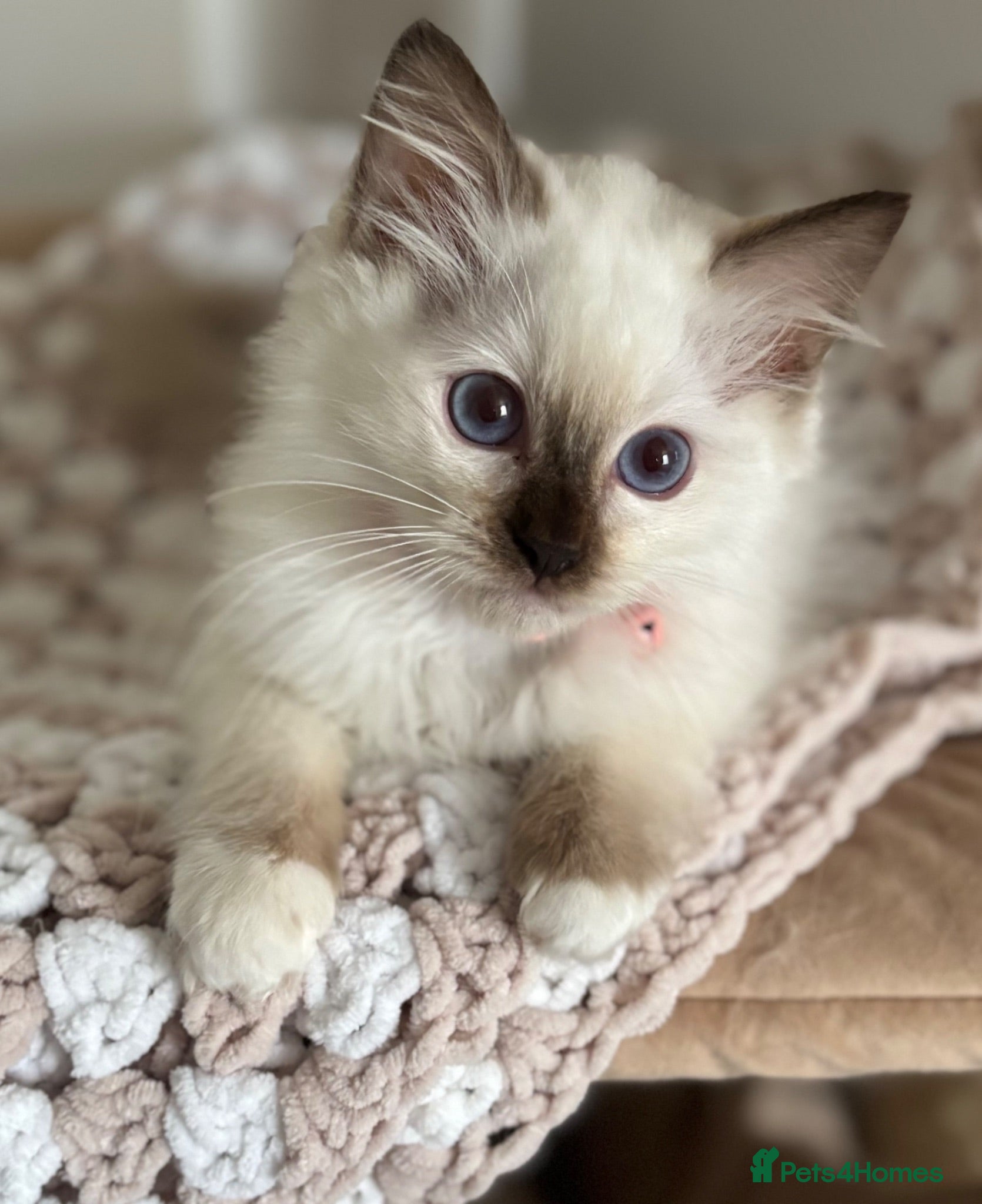 Ragdoll cats Stunning gccf chocolate Kittens available 💜💜 - Advert 8