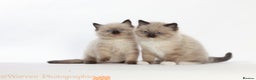 Ragdoll cats for stud: RAGDOLL  BLUE POINT MITTED STUD  in Slough - Advert 9