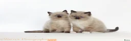 Ragdoll cats for stud: GCCF registered RAGDOLL STUD in Slough - Advert 9