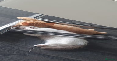 British Shorthair cats - Advert 13