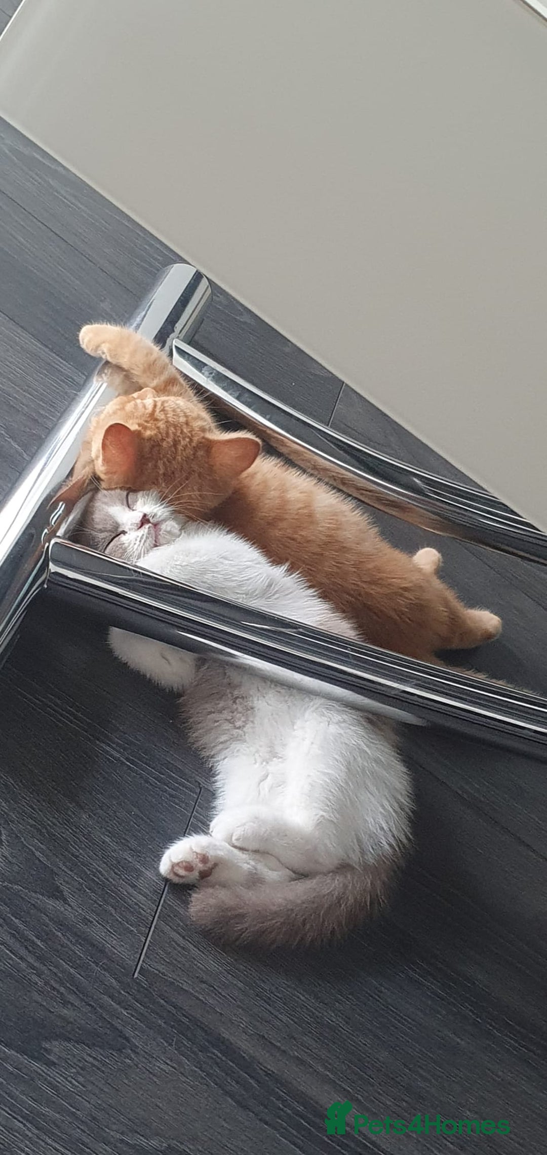 British Shorthair cats for sale:  Two Adorable Male Kittens 😸 ✨ - Image 3