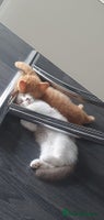 British Shorthair cats - Advert 12