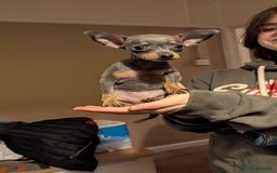 Russian Toy Terrier dogs for sale: Russian toy terrier cross Prague ratter - Image 7