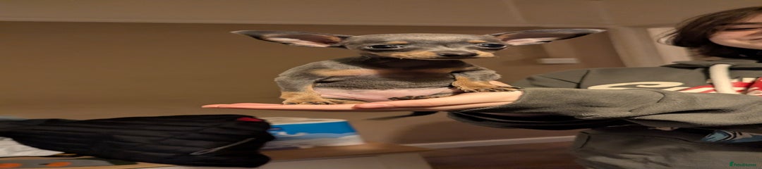 Russian Toy Terrier Puppy 1