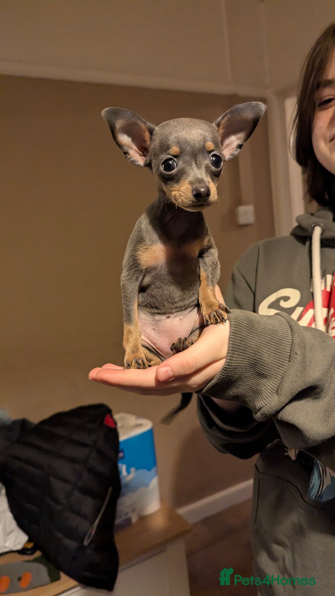 Russian Toy Terrier dogs for sale: Russian toy terrier cross Prague ratter - Image 7